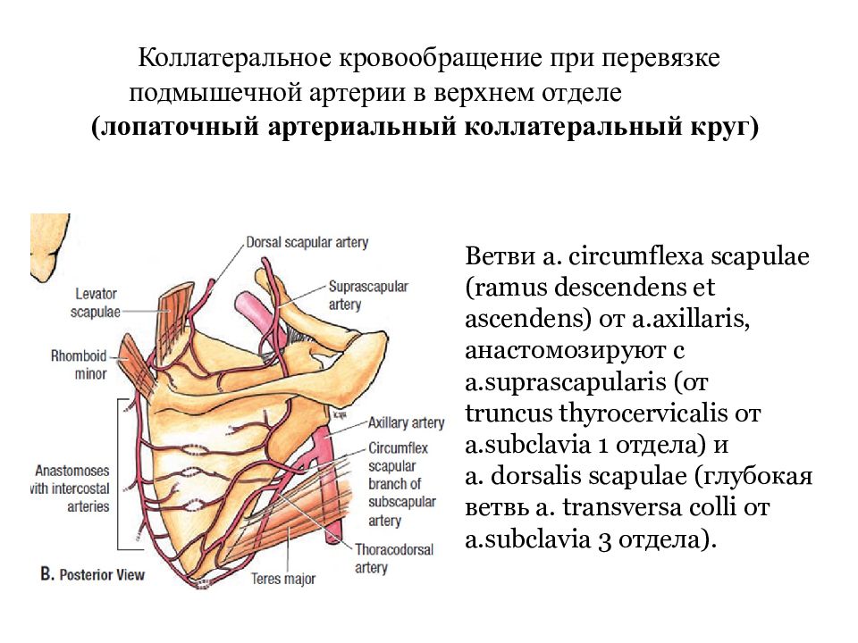 Лопаточный анастомоз схема