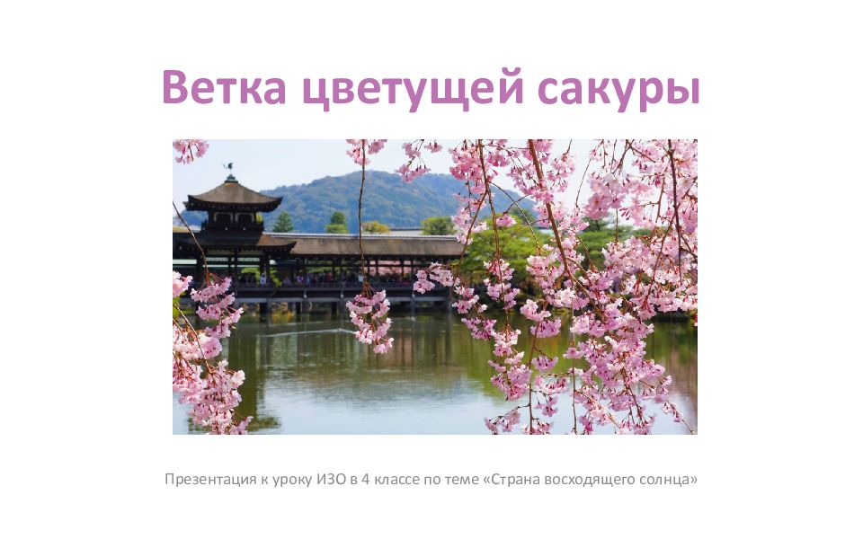 Ветка цветущей сакуры