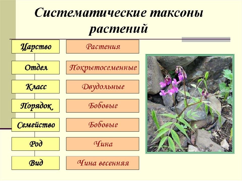 Что такое таксон. Систематические таксоны растений. Систематика царства растений. Систематические таксоны биология. Классификация таксонов.