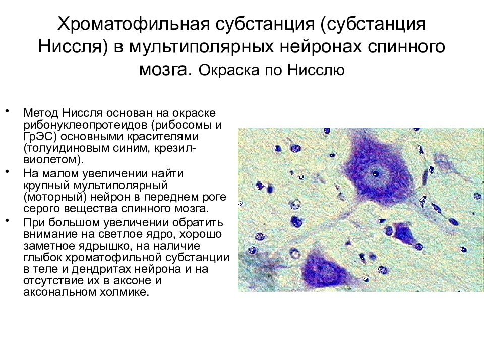 Какая субстанция. Хроматофильная субстанция Ниссля. Окраска по Нисслю гистология. Мультиполярный Нейрон окраска Нисслю. Субстанция Ниссля гистология.