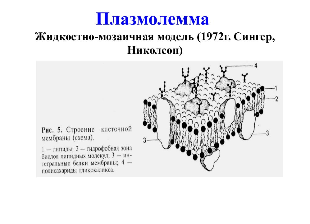 Модель мембраны клетки. Схема строения плазмалеммы. Схему жидкостно-мозаичной модели строения клеточной мембраны. Жидкостно-мозаичная модель строения мембраны (Сингер, Николсон, 1972);. Строение клеточной мембраны плазмолеммы.