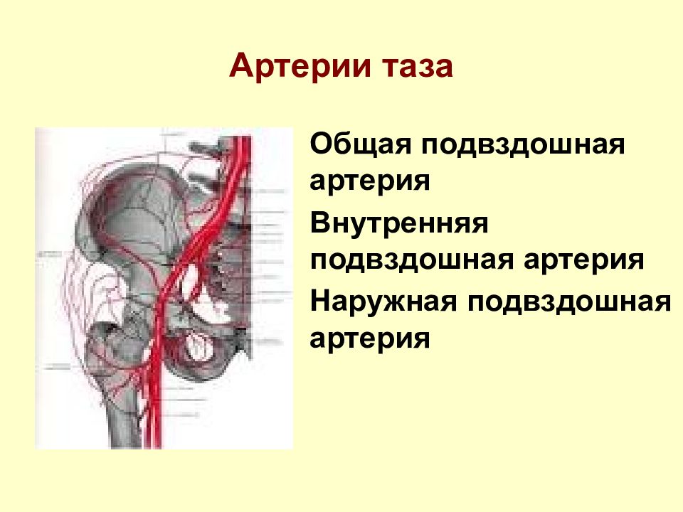 Артерия внутри. Маммарокоронарное шунтирование передней нисходящей артерии. Наружная подвздошная артерия. Артерии таза и нижних конечностей.