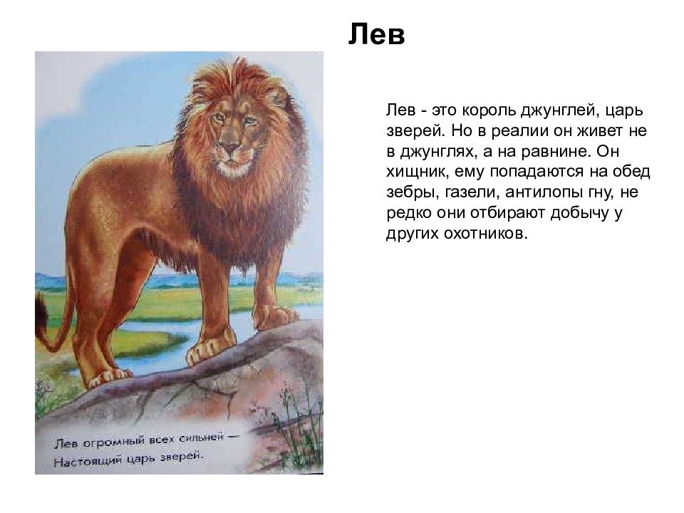 Про львов зверей. Лев Король зверей. Лев как царь зверей. Лев зверь описание. Рассказ о Льве животном.