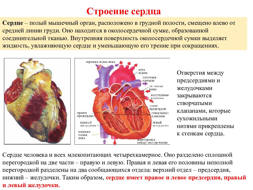 Сердце главный. Строение сердечной мышцы анатомия. Сердце структура и функции. Сердце строение сердца. Строение сердца человека и функции структур.