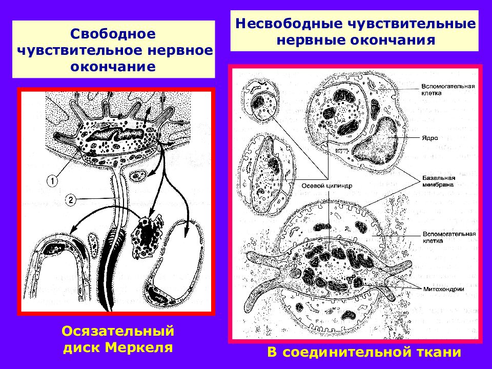 Нервные окончания. Неинкапсулированные нервные окончания гистология. .Нервные окончания в эпителии и соединительной ткани.. Несвободные неинкапсулированные рецепторы. Несвободные неинкапсулированные рецепторы соединительной ткани.