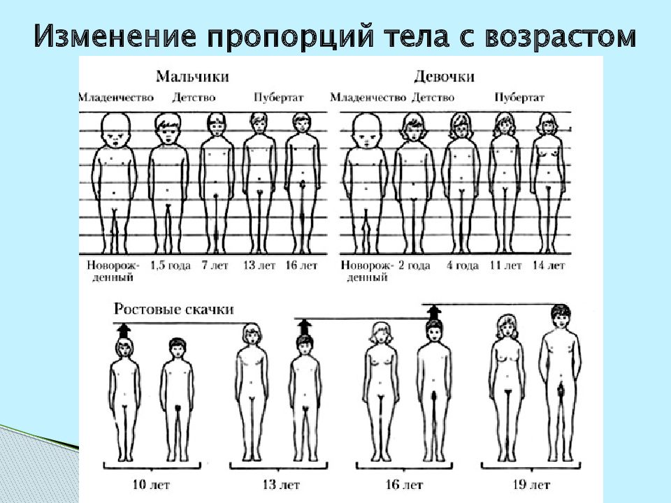 Рост после 18. Изменение пропорций тела с возрастом. Возрастные изменения пропорций тела человека. Изменение пропорций тела человека с возрастом. Пропорции человека Возраст.
