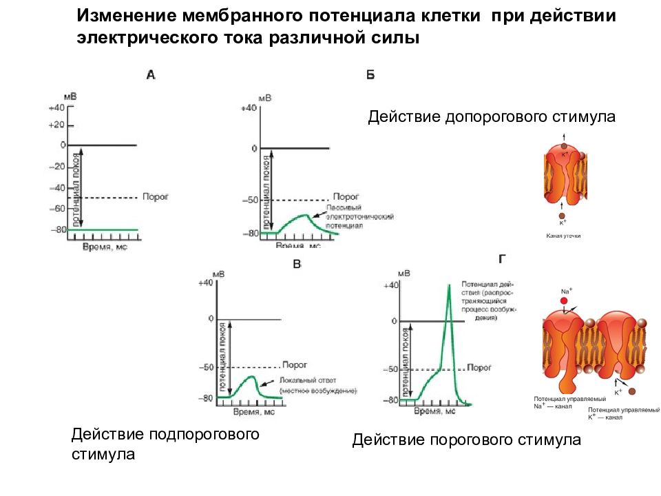 Потенциал клетки. Изменение потенциала мембраны клетки. Изменение мембранного потенциала при возбуждении клетки. Электрические мембранные потенциалы. График изменения мембранного потенциала.