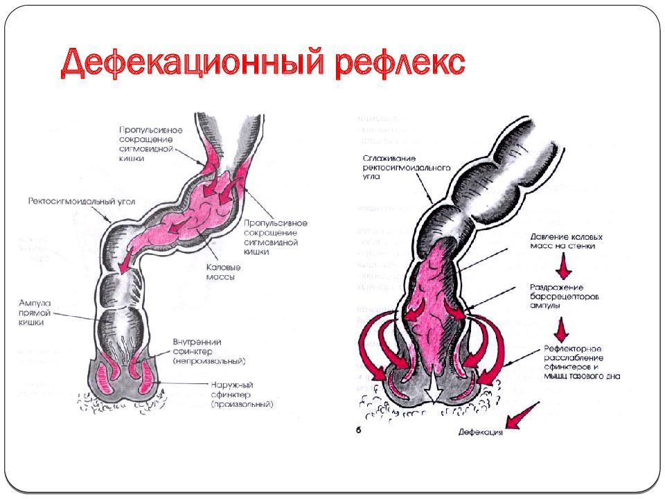 Схема акта дефекации