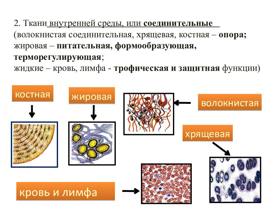 Соединительная ткань человека таблица. Классификация тканей внутренней среды. Ткани внутренней среды строение и функции. Ткани внутренней среды рыхлая соединительная ткань. Виды тканей внутренней среды организма.