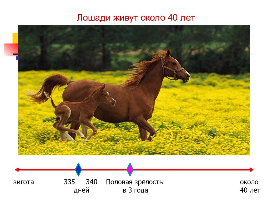 Презентация периодизация и продолжительность жизни животных 7 класс презентация