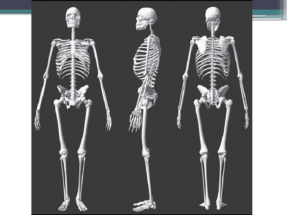 Скелет самого. Скелет здорового человека. Наш скелет. Скелет взрослого мужчины. Каркас скелета человека.