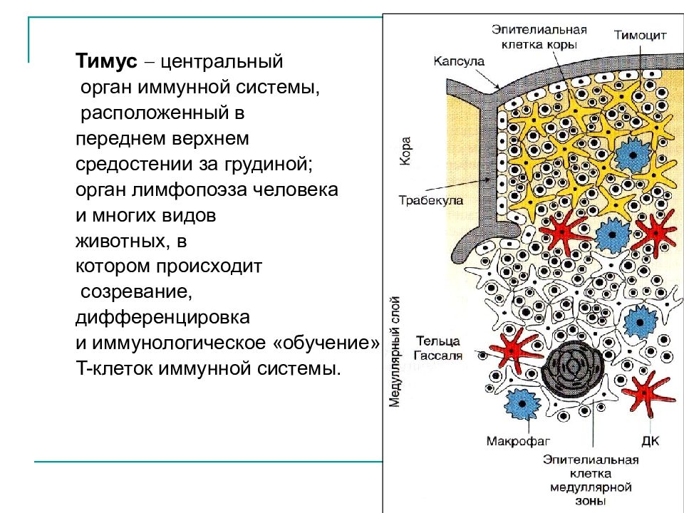 Иммунный орган тимус. Схема дифференцировки клеток иммунной системы. Иммунологическое строение тимуса. Структура дольки тимуса. Строение тимуса гистология.
