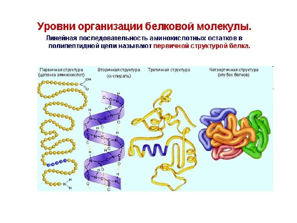 Строение белков презентация