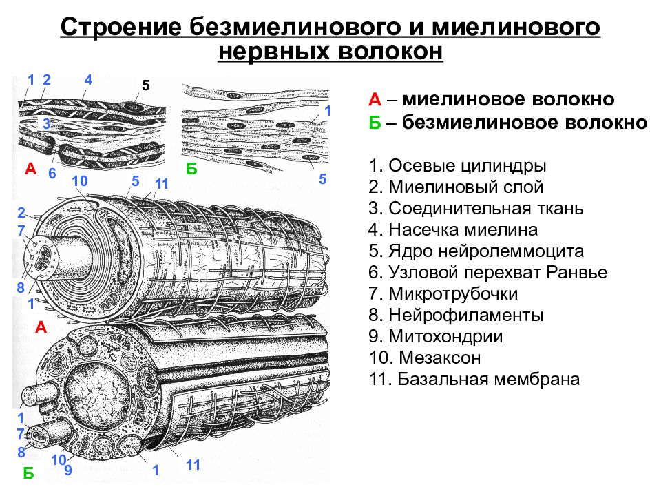 Строение нервного волокна рисунок