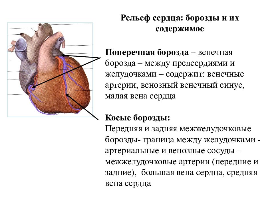 Между желудочками. Венечная борозда сердца анатомия. Венечная борозда сердца содержимое. Сердце анатомия строение венечная борозда. Содержимое передней межжелудочковой борозды.