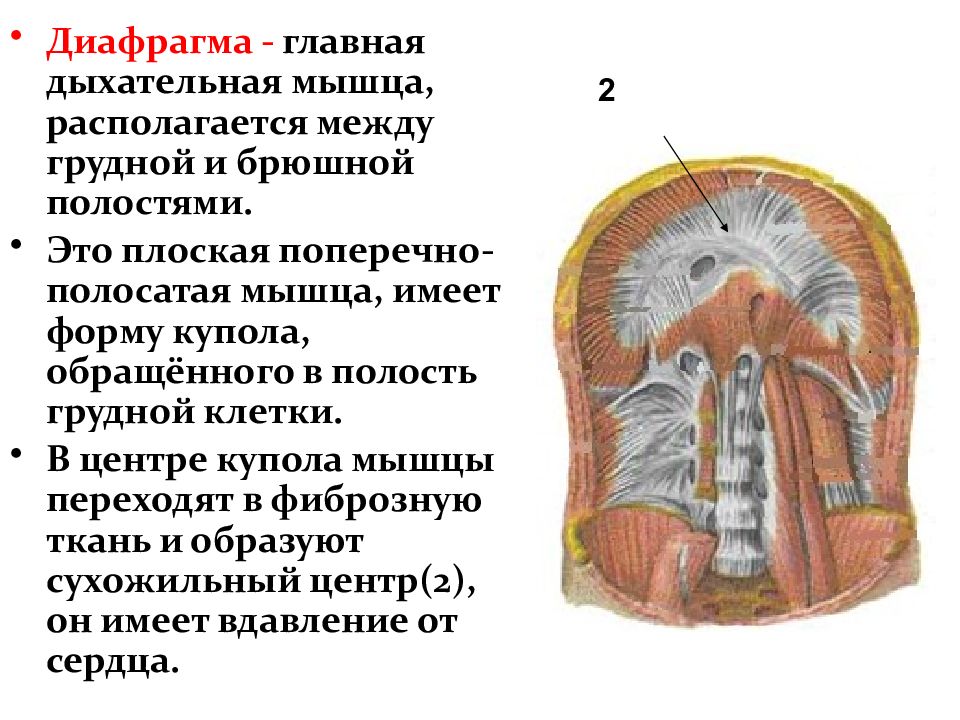 Дыхательная мышца диафрагма на рисунке