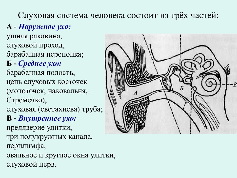 Какой цифрой на рисунке обозначена часть слухового анализатора передающая звуковые колебания от нар