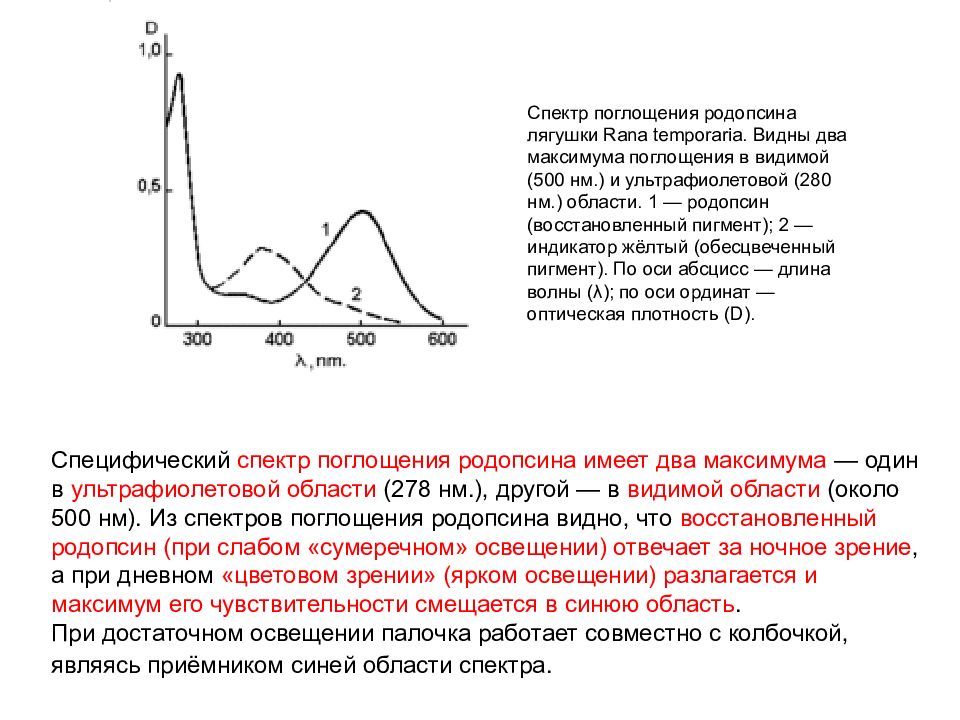 Спектральное поглощение. Спектры поглощения родопсина и иодопсинов. УФ спектр максимум 278 НМ. Максимум в спектре поглощения родопсина. Спектр поглощения в видимой области.