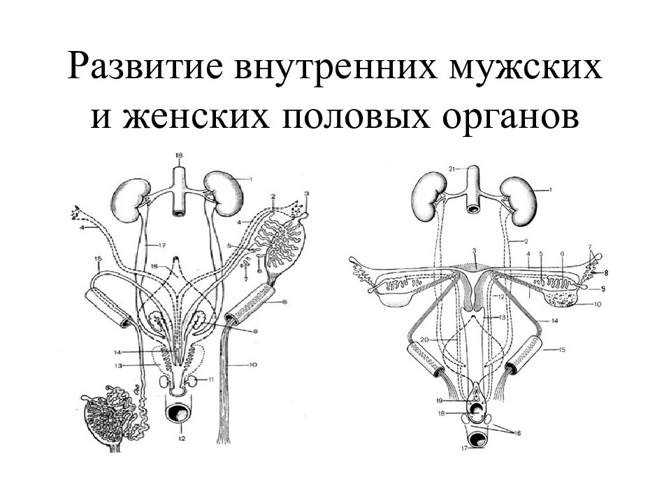 Женский полово орган. Развитие женской половой системы анатомия. Анатомия половых органов у кроликов. Развитие мужских и женских половых органов. Наружные женские половые органы.