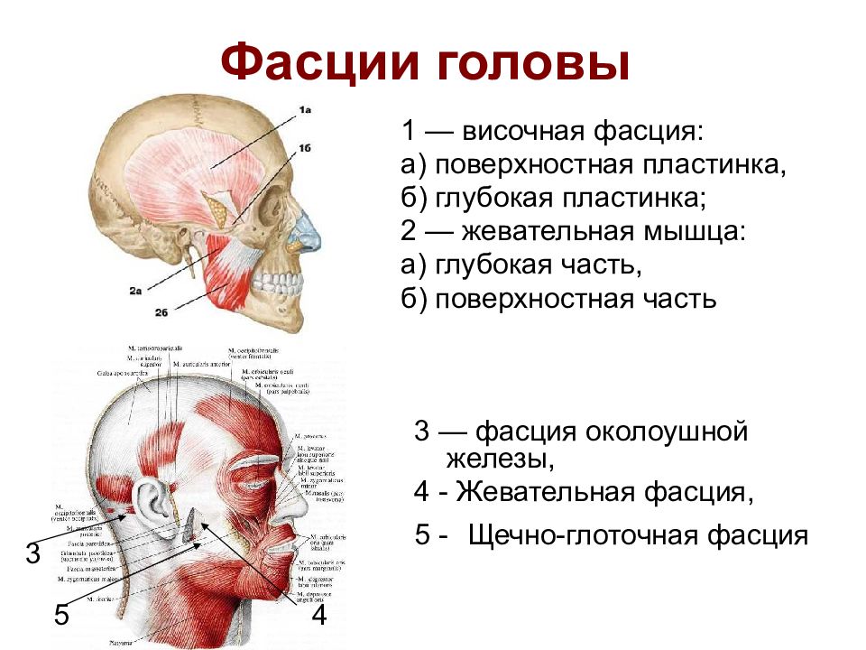 Мышцы головы и туловища