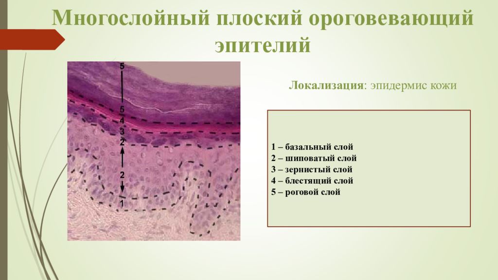 Эпителий кожи. Многосл ороговеваюший эпмтелий. Многослойный ороговевающий эпителий. Неороговевающий многослойный эпителий локализация. Многослойный ороговевающий эпителий гистология.