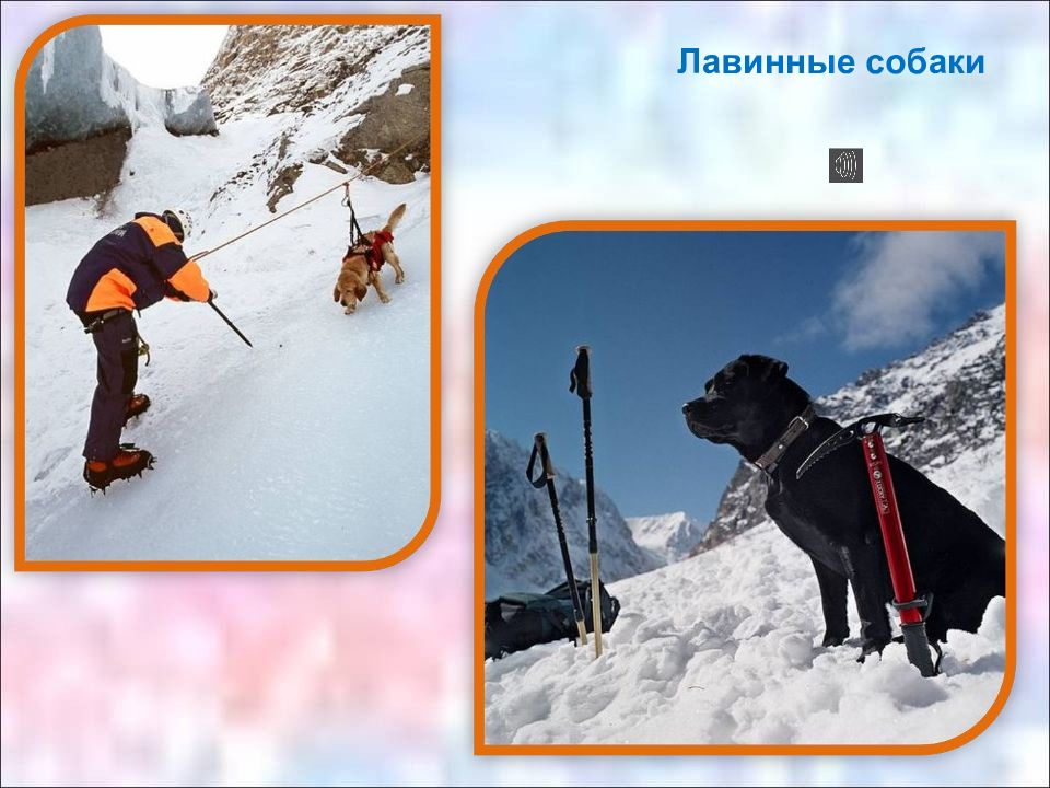 Как собаки служат человеку назови несколько. Как собаки служат человеку.