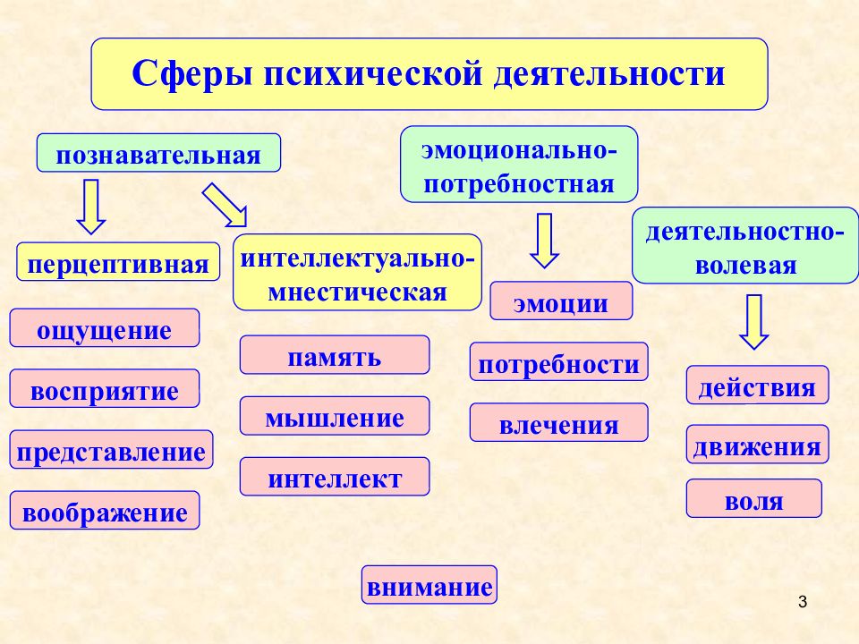 Особенности психической деятельности человека презентация