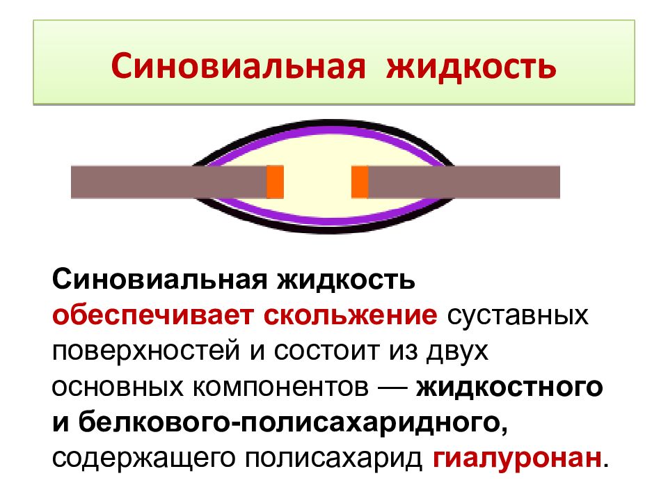 Синовиальная жидкость