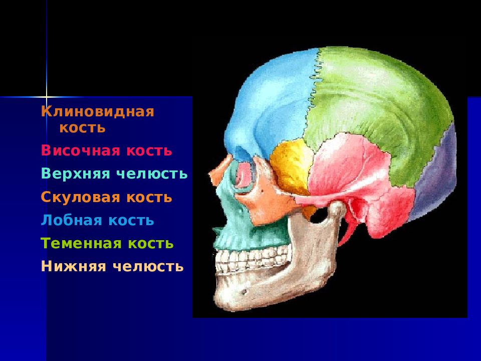 Тип соединения лобной и височной костей. Клиновидная височная кость черепа. Височная кость и клиновидная кость. Гиперостоз лобной кости черепа. Клиновидной кости черепа рентген.