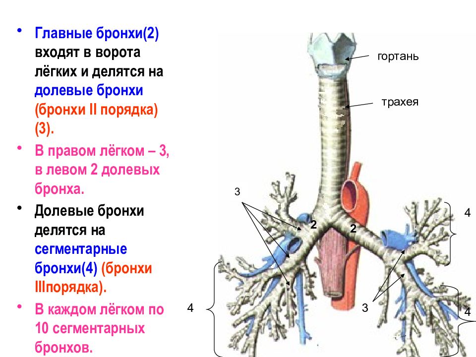 Легкие человека бронхи