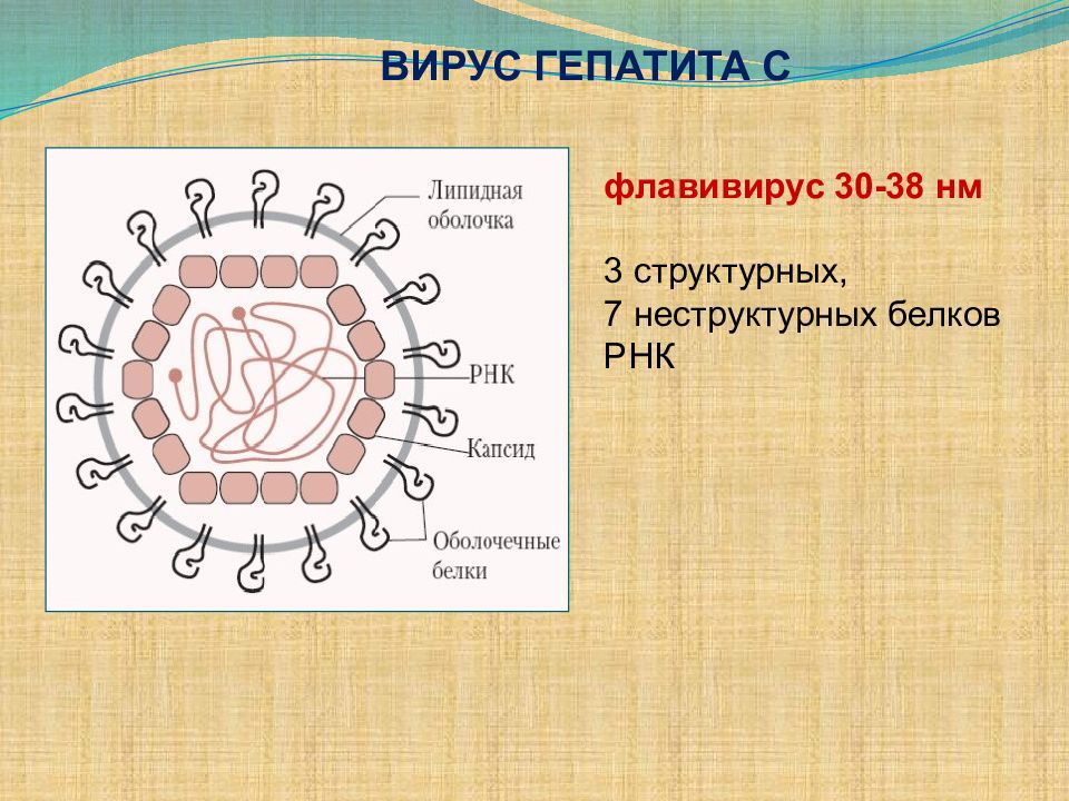 Гепатит б рисунок