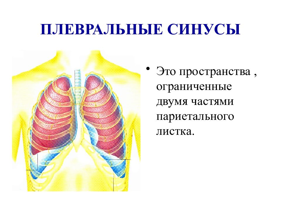 Синусы плевры картинка