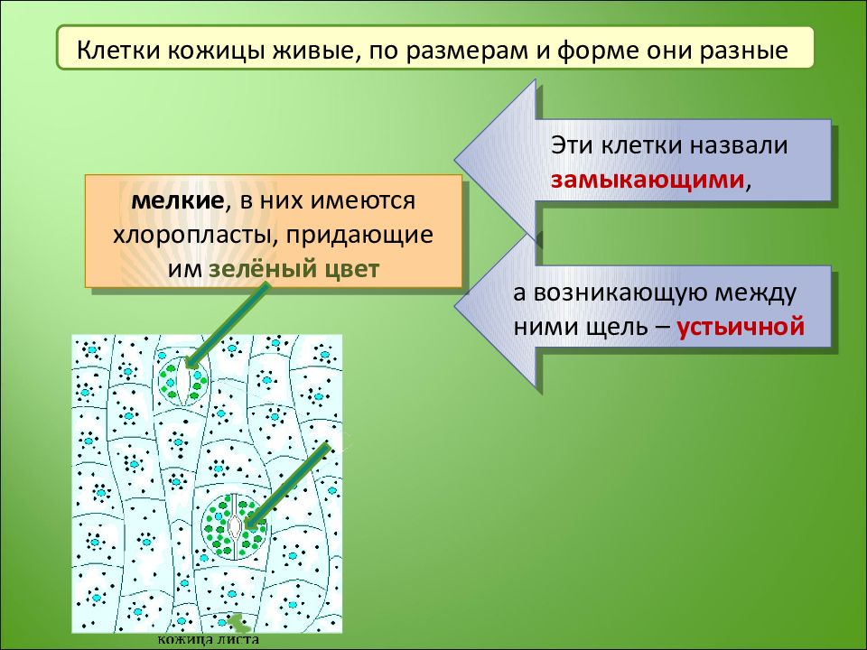 Презентация ботаника подготовка к огэ