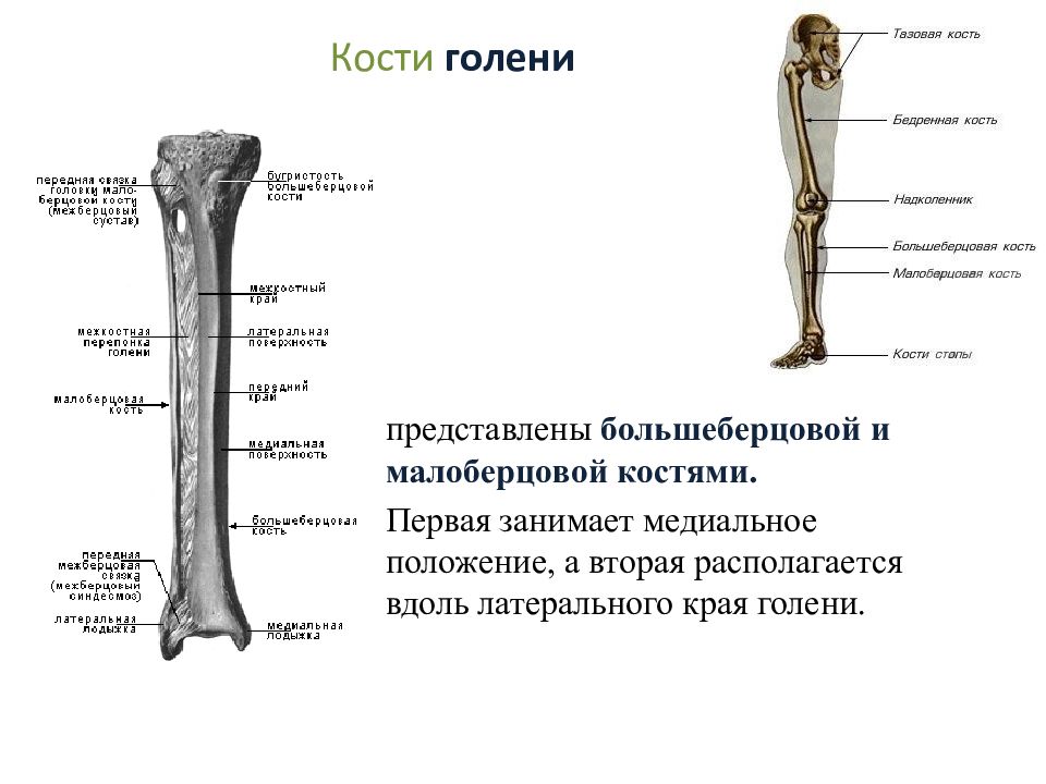 1 скелет голени. Анатомия большеберцовой кости. Большая берцовая кость анатомия строение. Большая берцовая кость анатомия человека. Малая берцовая кость анатомия человека.