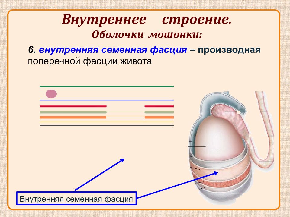 Средний половой орган у мужчин. Внутренняя оболочка мошонки. Строение внутренних мужских половых органов. Оболочки мошонки и их производные. Внутренняя семенная фасция.