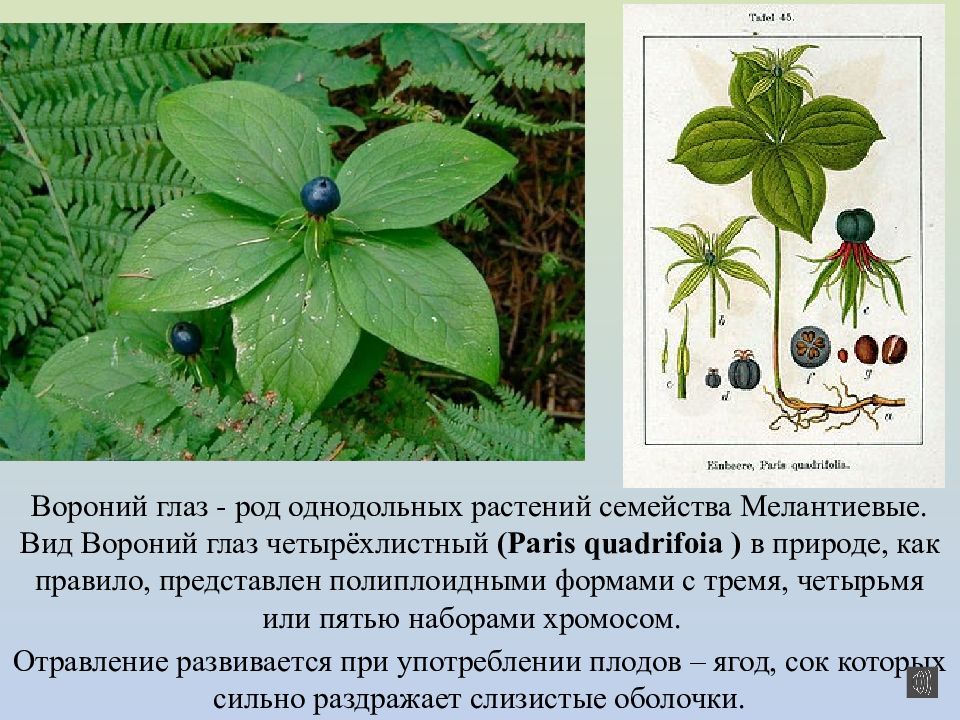 Растения архангельской области презентация