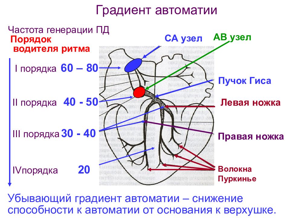 Проводящая система сердца механизм автоматии сердца презентация