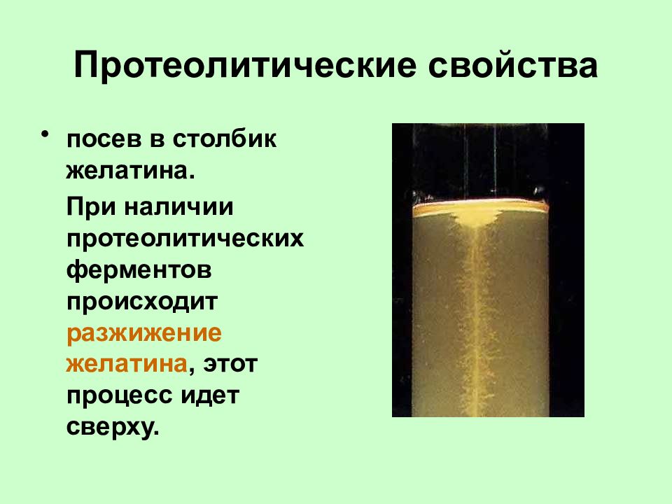 Протеолитические свойства бактерий. Протеолитические свойства. Столбик желатина. Протеолитические свойства кишечной палочки.