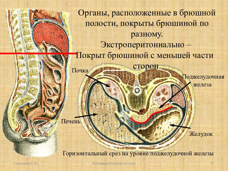 Полый полость. Поджелудочная железа брюшина. Отношение поджелудочной железы к брюшине. Интраперитонеально расположены органы брюшной полости. Поджелудочная железа по отношению к брюшине.