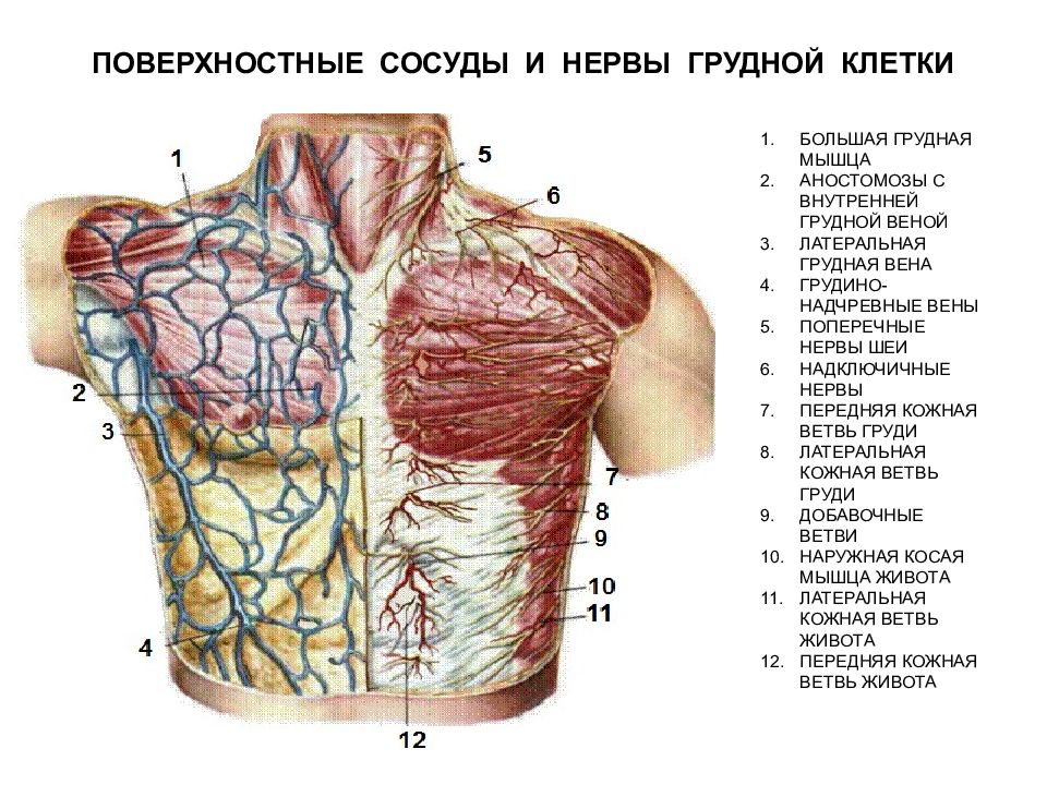 Органы под правой грудью. Поверхностные вены грудной клетки. Латеральная грудная Вена. Нервы грудной клетки. Нервы грудной клетки анатомия.