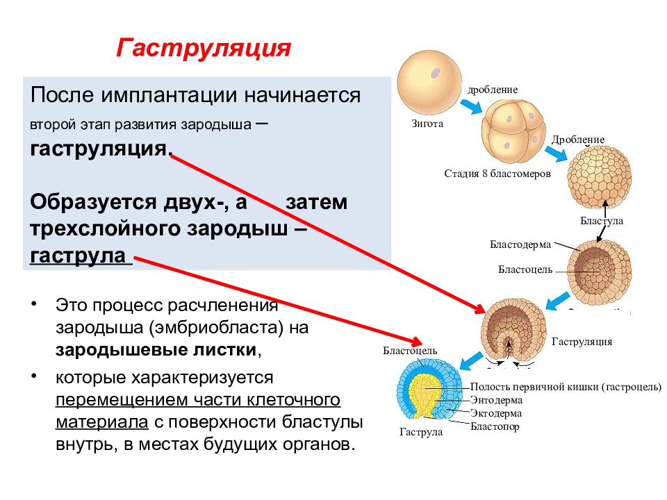 Имплантация эмбриона презентация