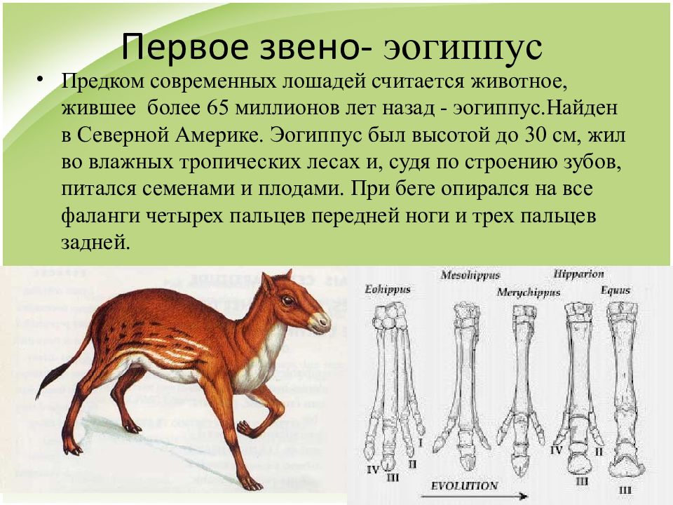 Предком какого. Эогиппус предки. Эогиппус предок лошади. Эогиппус (предок лошади) Кайнозойская Эра. Хиракотериум и эогиппус.