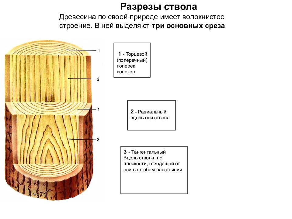 Строение спила дерева рисунок