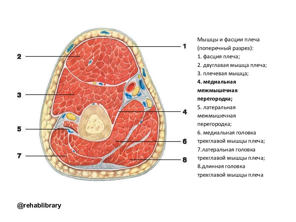 Мышцы предплечья топографическая анатомия