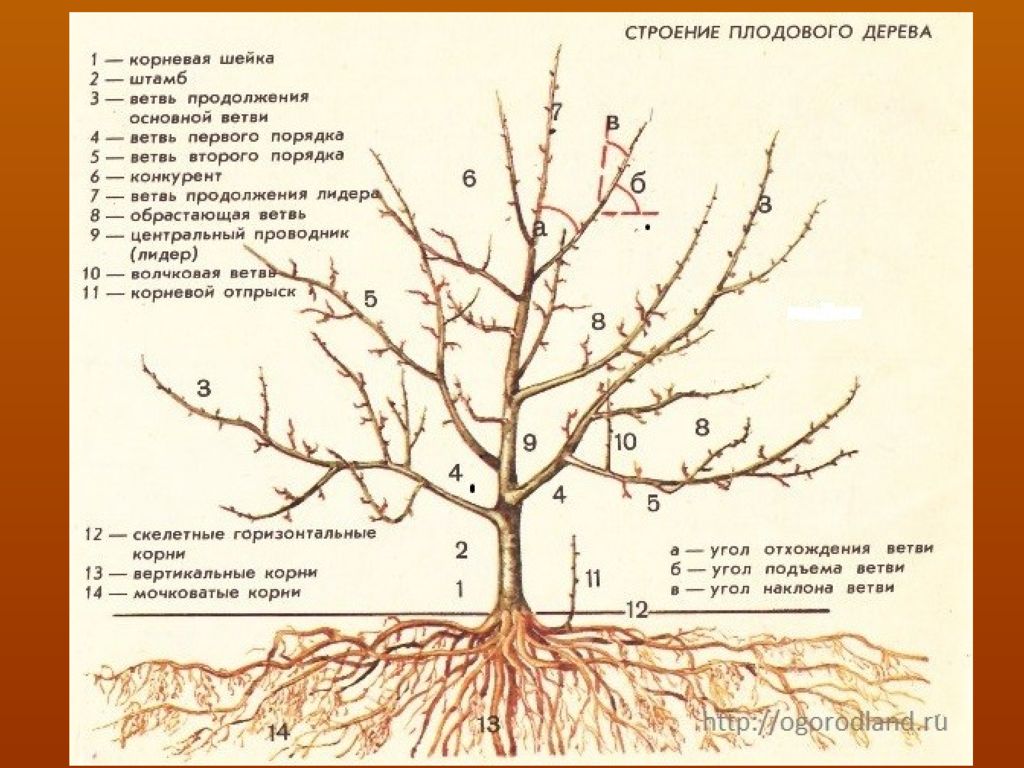 Формирование кроны яблони чашей схема