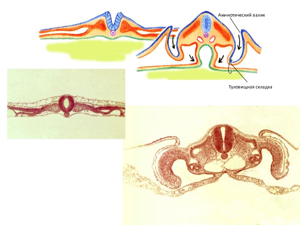 Нервная половая система. Образование туловищной и амниотической складок у зародыша курицы. Туловищная и амниотическая складки зародыша курицы препарат. Туловищная и амниотическая складки препарат гистология. Туловищная складка гистология.