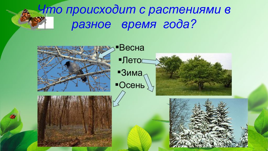 Сезонные изменения в жизни растений таблица. Сезонные изменения в природе. Сезонные изменения растений. Сезонные изменения в жизни растений. Сезонные изменения растений и животных.