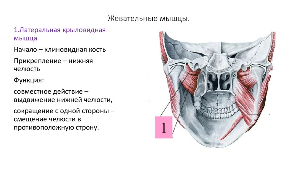 Латеральная крыловидная мышца. Крыловидные мышцы челюсти анатомия. Жевательные мышцы анатомия прикрепление. Жевательные мышцы латеральная крыловидная. Место прикрепления латеральной крыловидной мышцы.