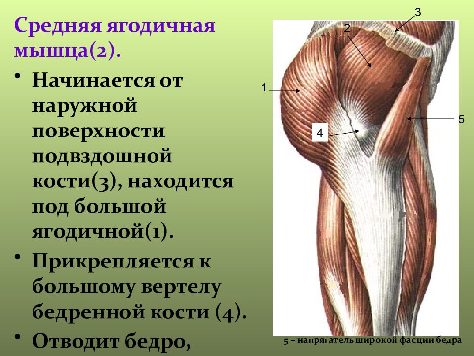 Область большого вертела бедренной кости фото