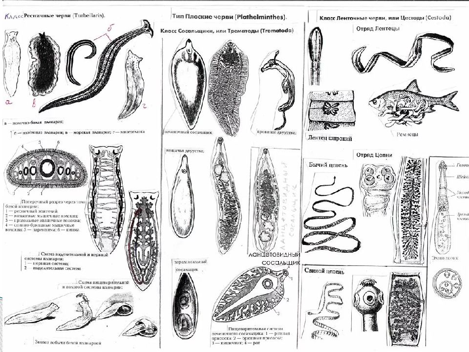 Классификация червей схема